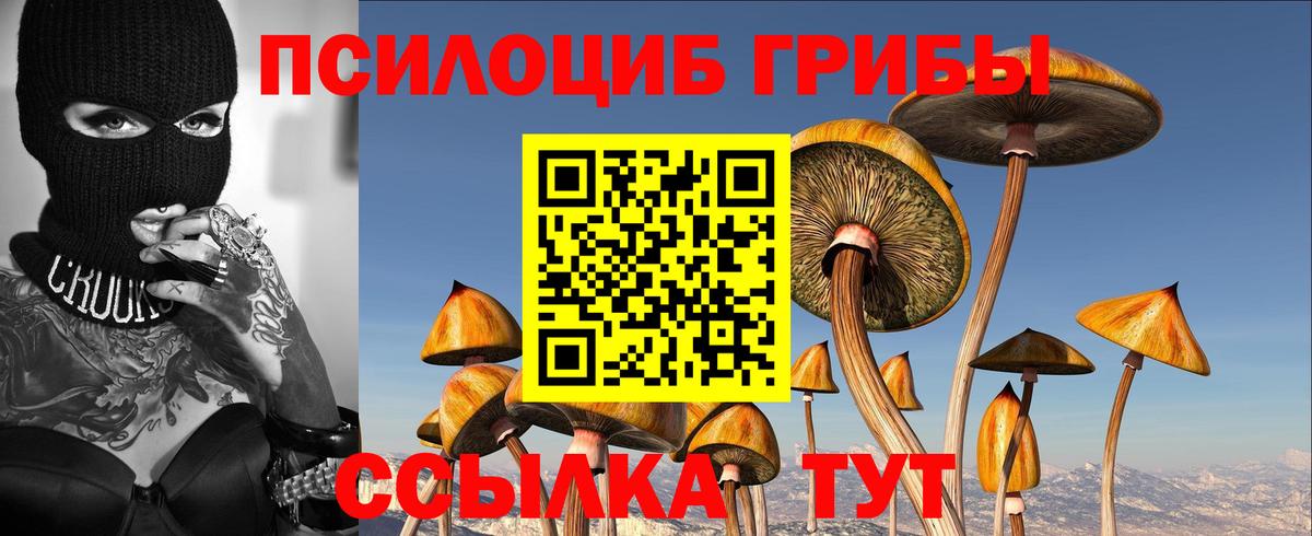 продажа наркотиков  Вход с VPN  Псилоцибиновые грибы MAGIC MUSHROOMS  Заводоуковск  Псилоцибиновые грибы мицелий 